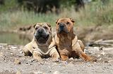 SHAR-PEI 308